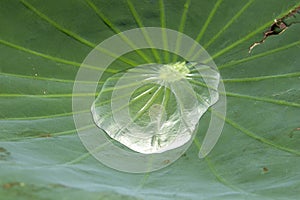 Water standing on the lotus leaf photo